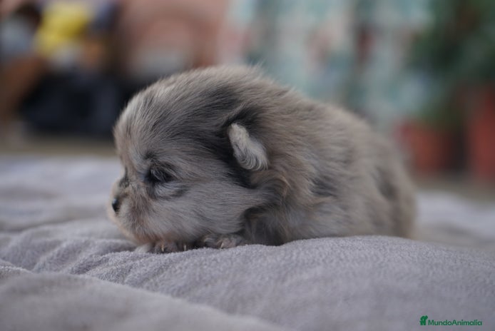 Pomerania perros - Anuncio 3