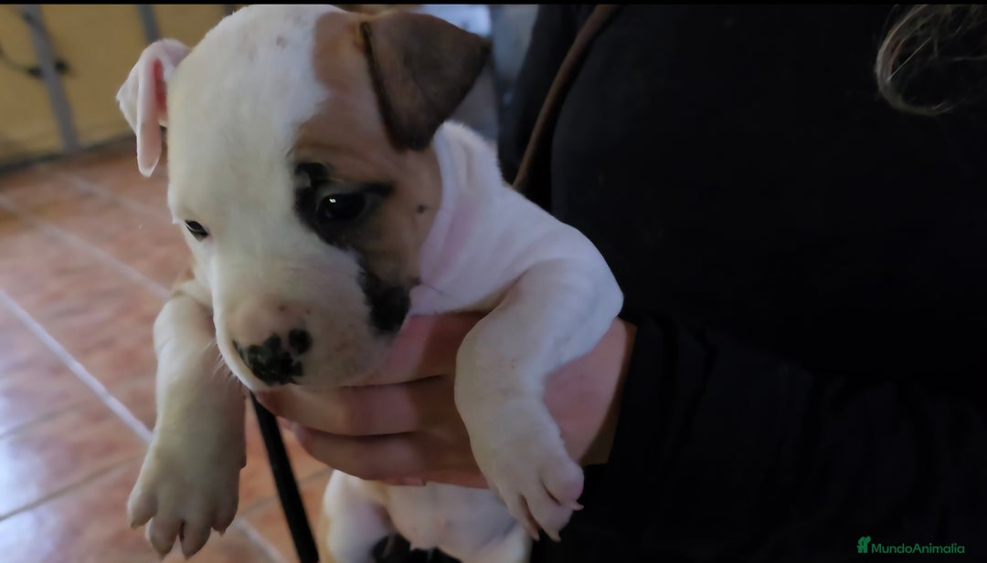 American Staffordshire-Terrier perros en venta: American staffordshire terrier  - Anuncio 4