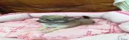 Chihuahua perros en venta: CHIHUAHUA TOY - Anuncio 2
