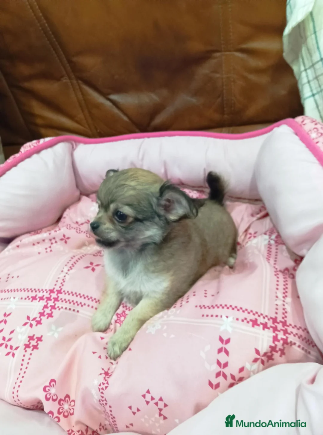 Chihuahua perros en venta: CHIHUAHUA TOY - Anuncio 2