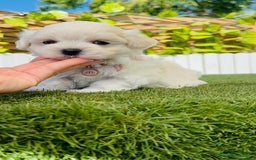 Bichón Maltés perros en venta: BICHÓN MALTÉS HEMBRA - Imagen 1
