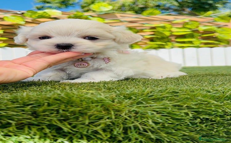 Bichón Maltés perros - Anuncio 1