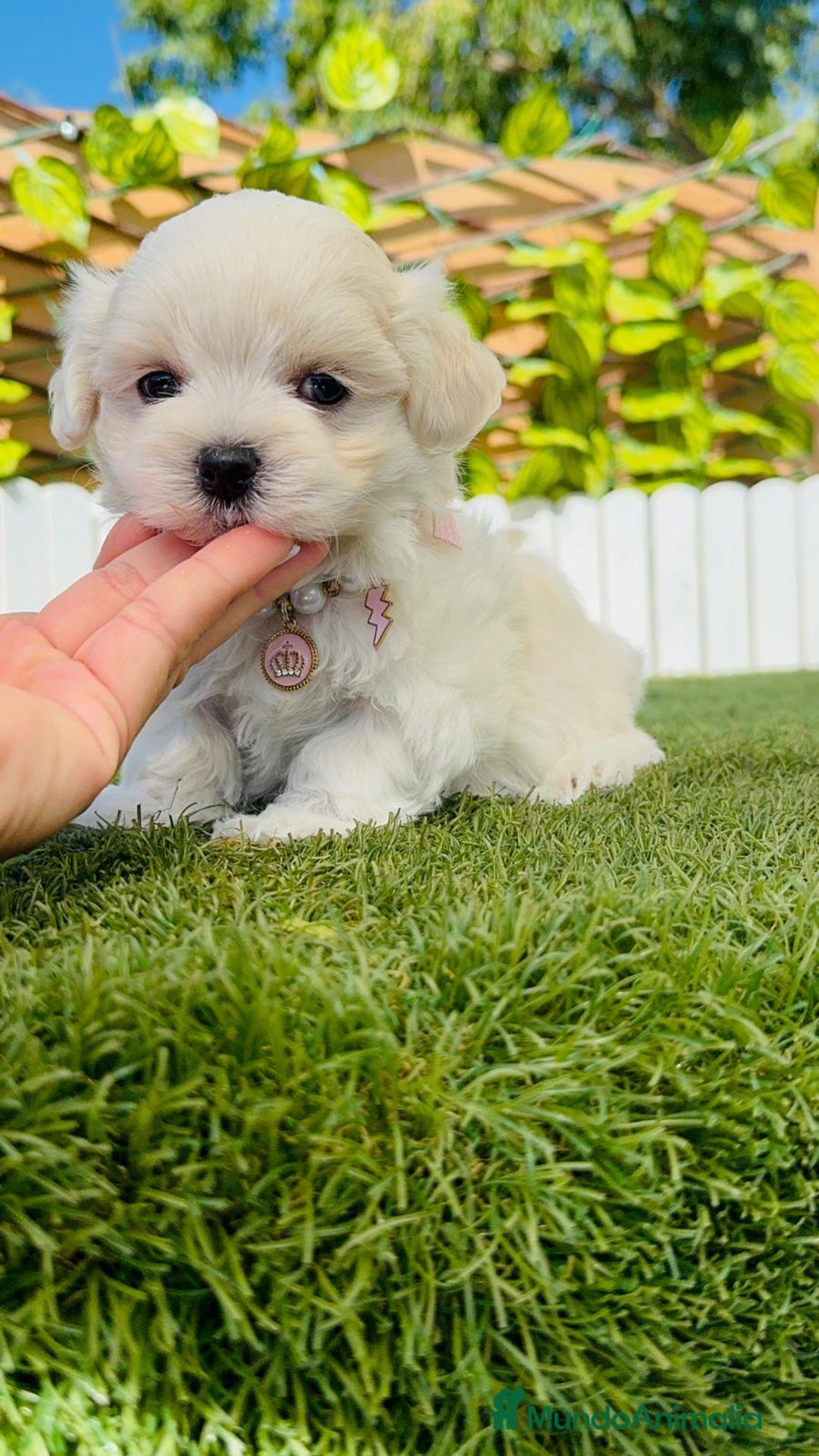 Bichón Maltés perros en venta: BICHÓN MALTÉS HEMBRA - Imagen 1