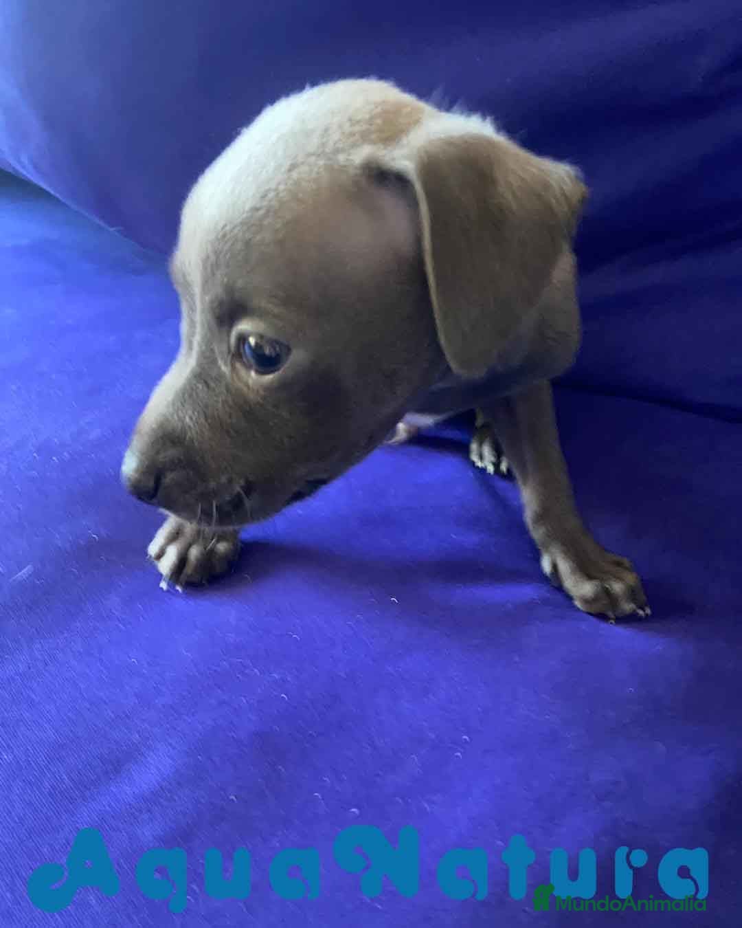 Pequeño Lebrel Italiano perros en venta: Lebrel Italiano Macho 2003 AQUANATURA - Anuncio 3