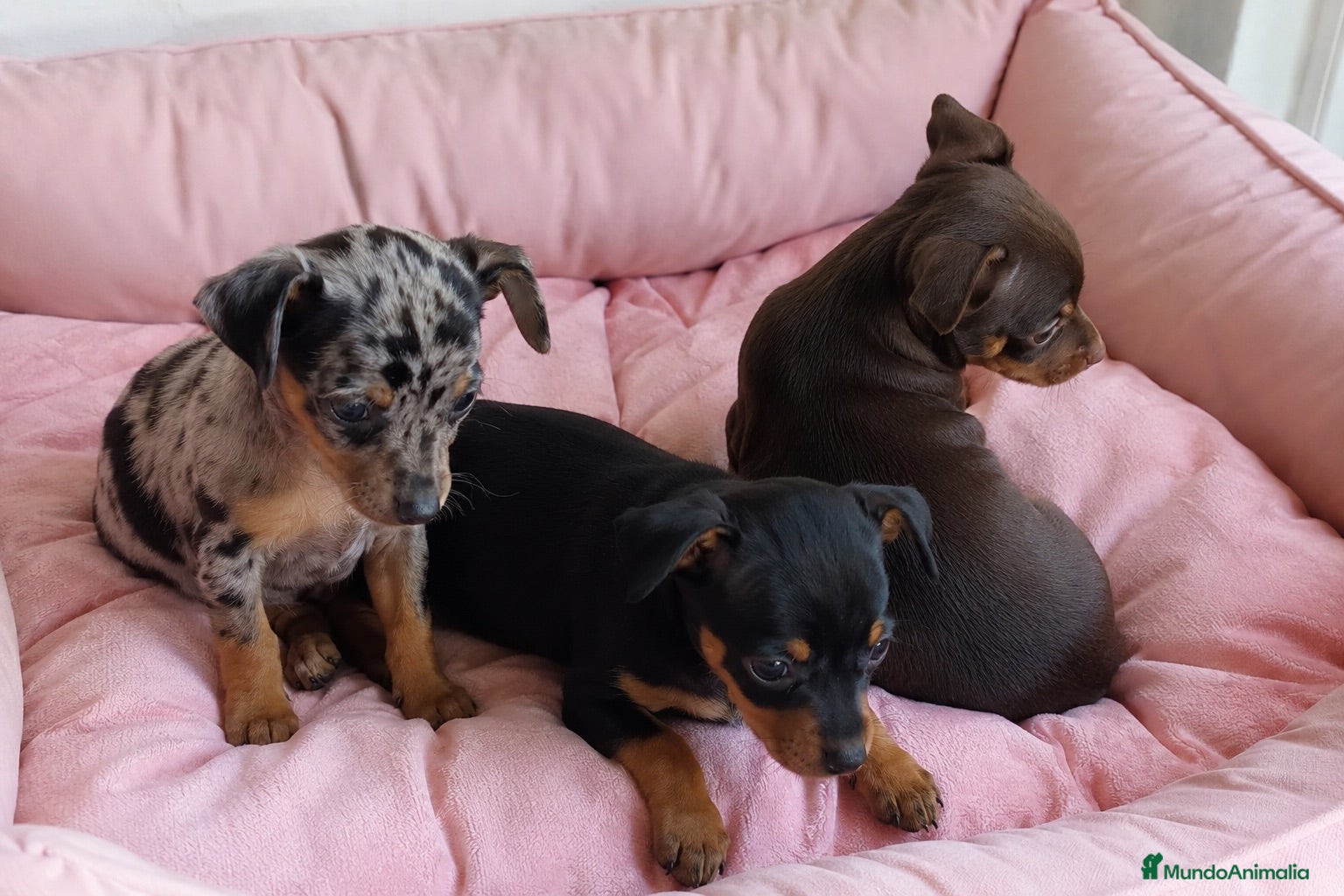 Pinscher Miniatura perros PINSCHER MINI - ALMERIA  - Anuncio 6