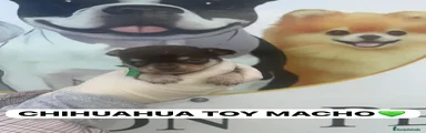 Chihuahua Cachorro 3
