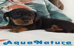 Teckel Miniatura perros en venta: Teckel Macho de Tria y Tilo1760 AQUANATURA - Imagen 4