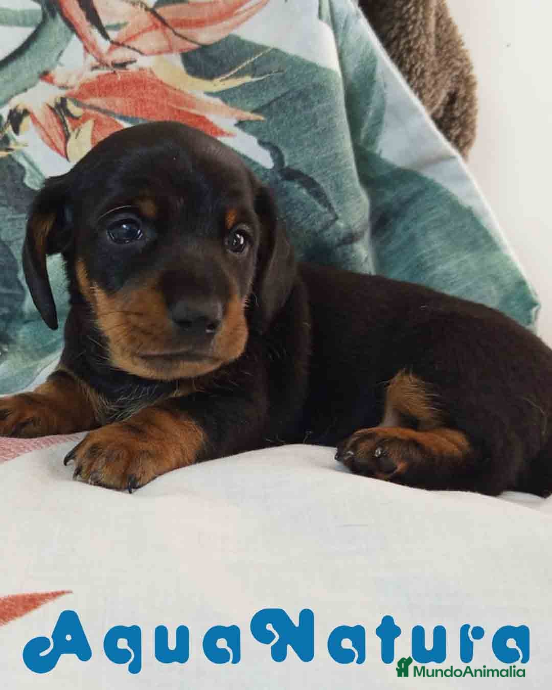 Teckel Miniatura perros en venta: Teckel Macho de Tria y Tilo1760 AQUANATURA - Imagen 4