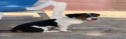 Jack Russell Terrier perros en venta: Jack Russell Macho Disponible  - Anuncio 3