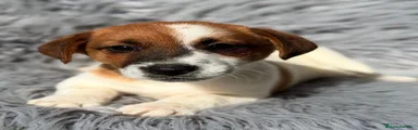 Jack Russell Terrier 2