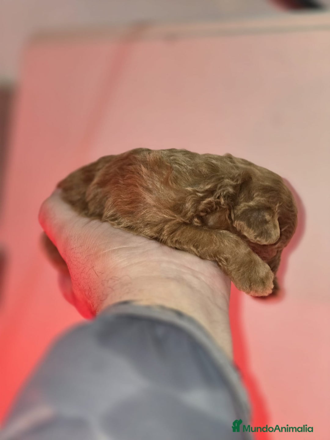 Caniche Toy perros en venta: Venta de caniche toy  - Anuncio 3