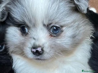 Pomerania perros - Anuncio 5