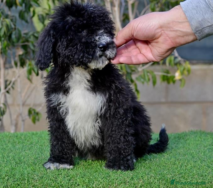Perro de Agua Español perros CACHORRO PERRO DE AGUA ESPAÑOL  - Anuncio 1