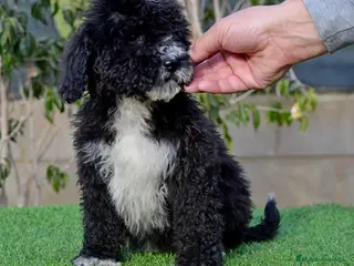 Perro de Agua Español perros CACHORRO PERRO DE AGUA ESPAÑOL - Anuncio 33
