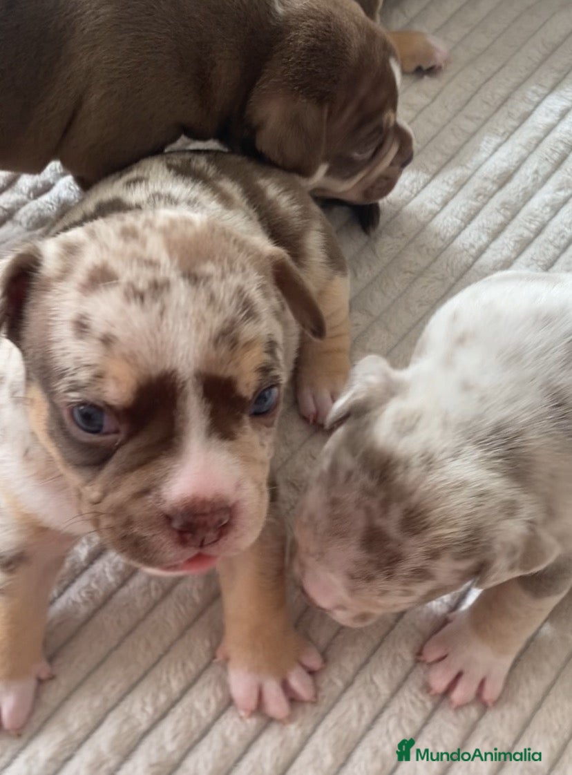 American Bully perros Fantásticos American bully pocket  - Anuncio 1