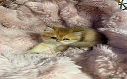 Británico de Pelo Corto gatos en venta: British golden en venta, macho y hembra - Imagen 5