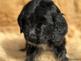 Cocker Spaniel Inglés perros COCKER SPANIEL INGLÉS NEGRO MACHO - Anuncio 9