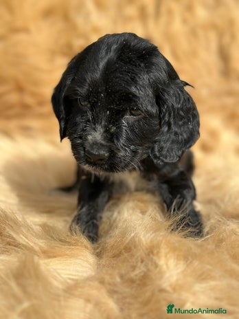 Cocker Spaniel Inglés perros - Anuncio 1