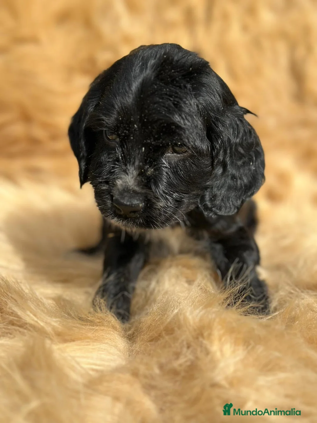 Cocker Spaniel Inglés perros en venta: COCKER SPANIEL INGLÉS NEGRO MACHO - Anuncio 1