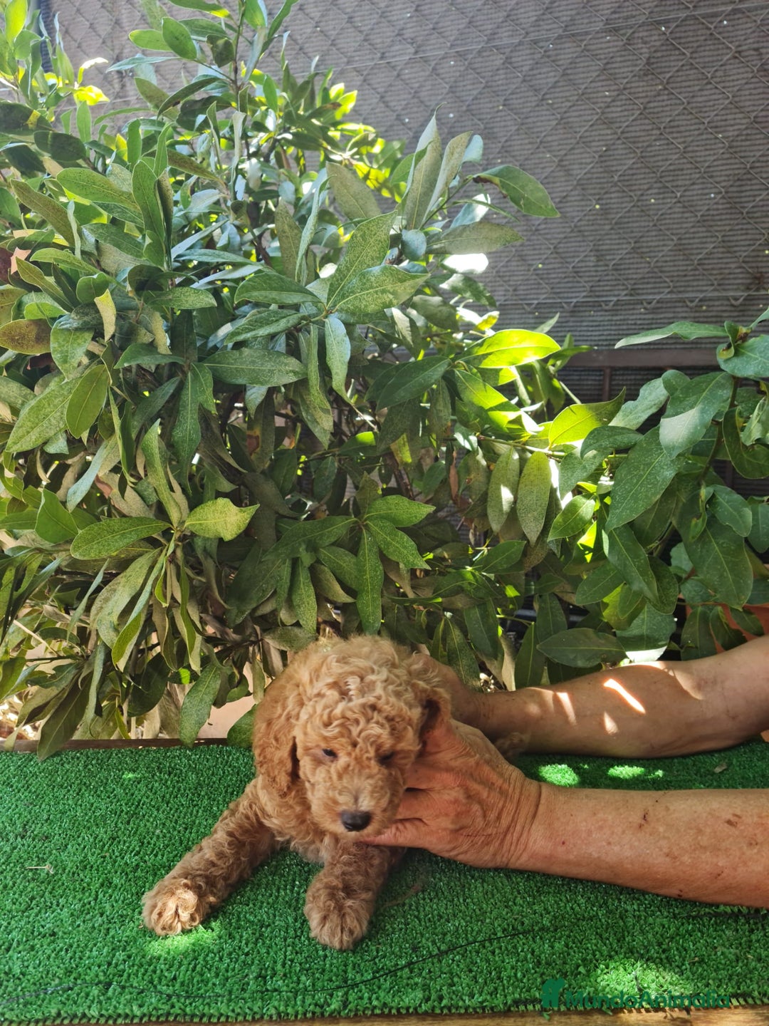 Caniche Enano perros en venta: Caniche enanos machos  - Imagen 5