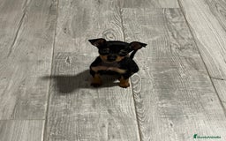 Pinscher Miniatura perros en venta: Pincher miniatura - Imagen 5
