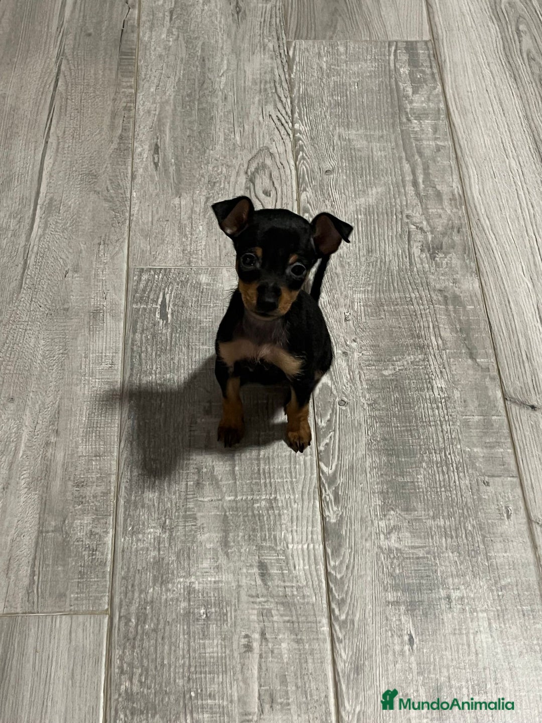 Pinscher Miniatura perros en venta: Pincher miniatura - Imagen 5
