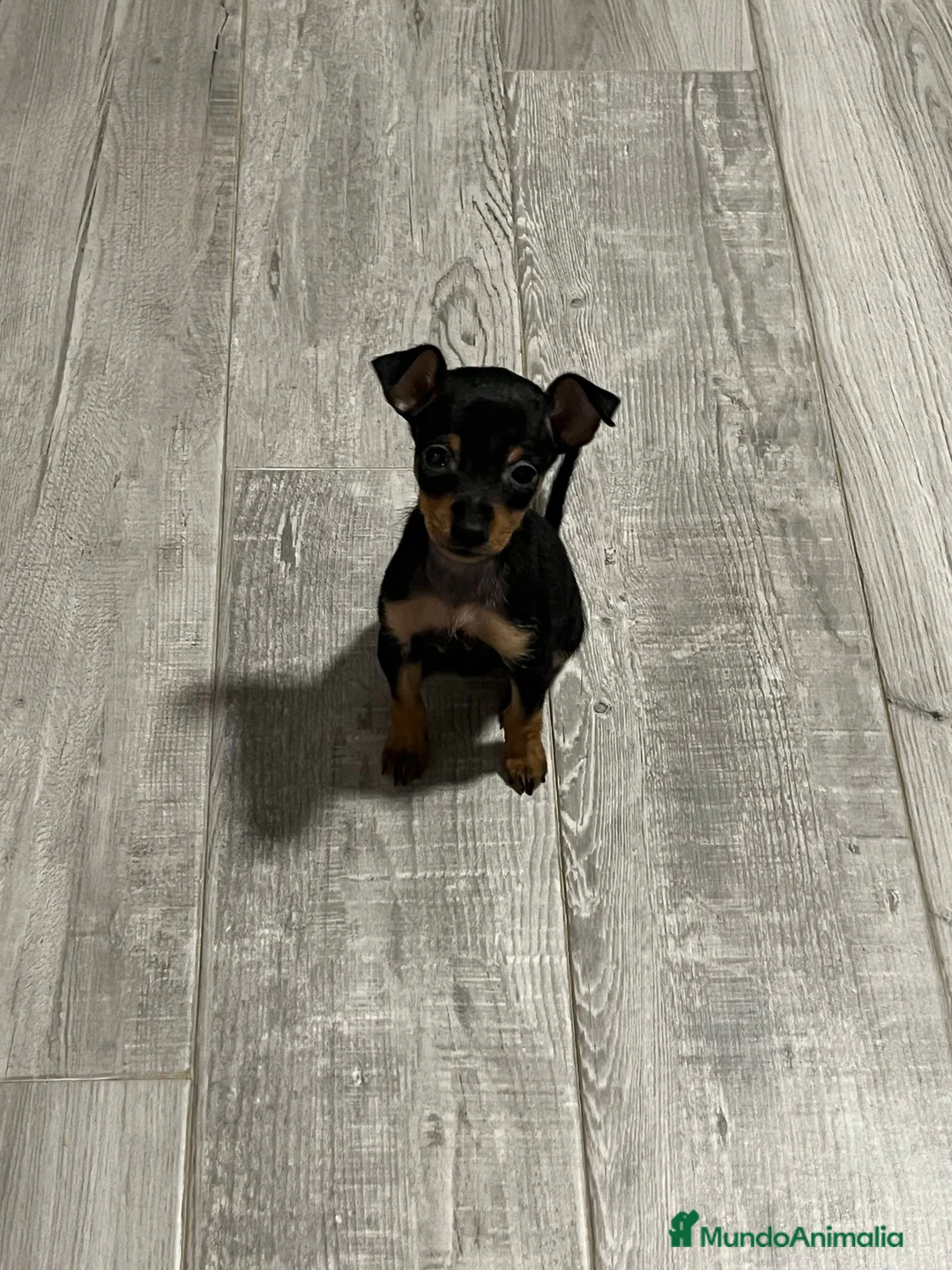 Pinscher Miniatura perros en venta: Pincher miniatura - Anuncio 5