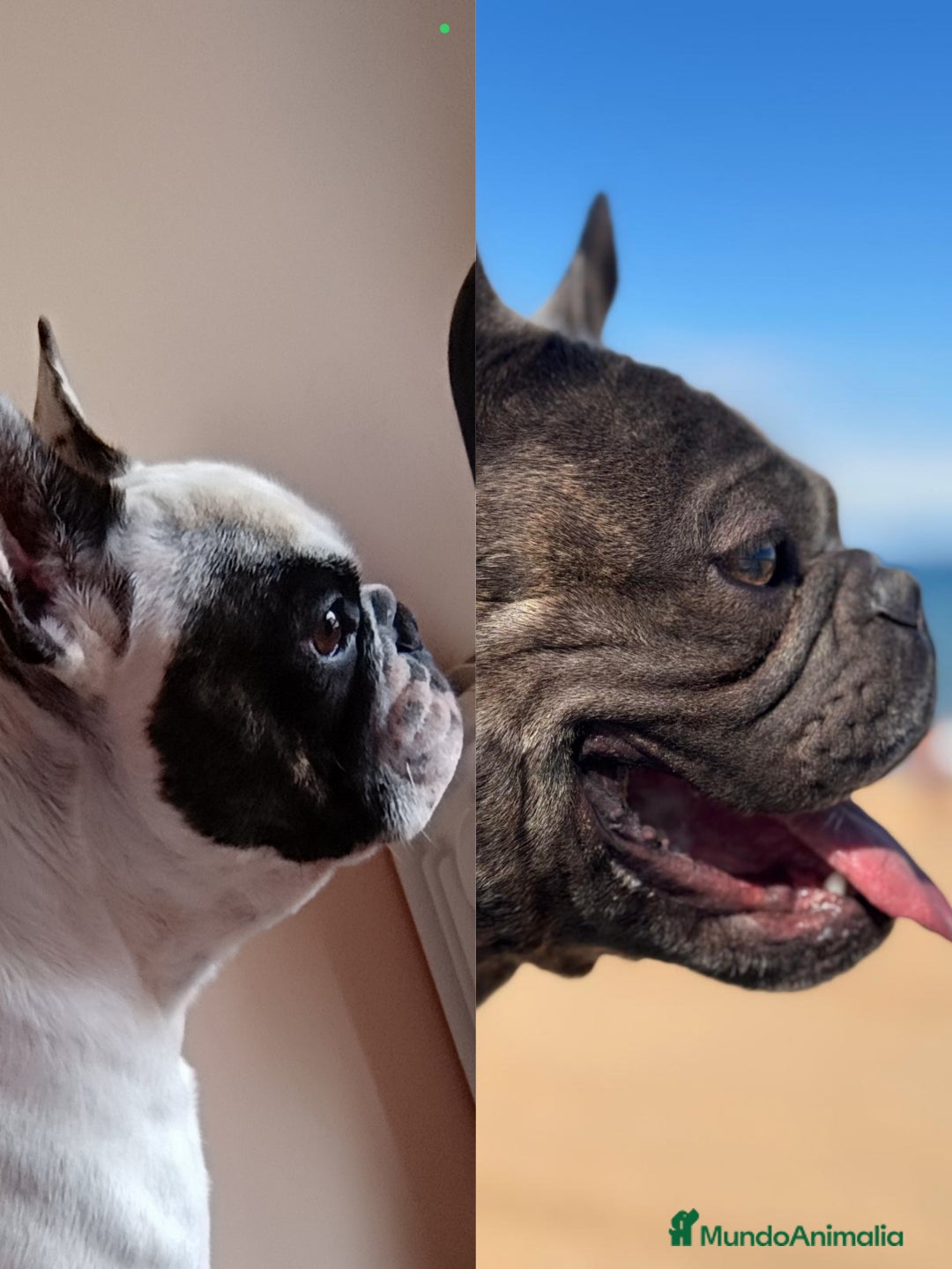 Bulldog Francés perros en venta: Bulldog francés  en León - Imagen 3