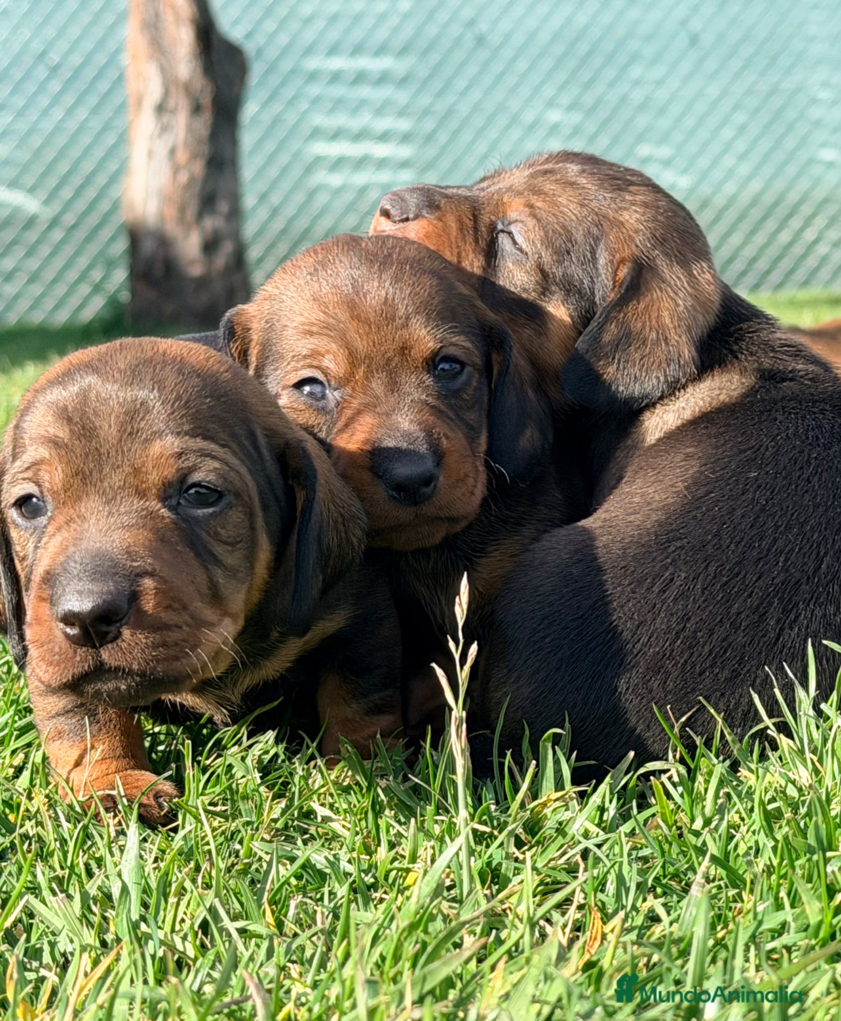 Teckel Miniatura perros Preciosos Teckel miniatura chocolate  - Anuncio 2