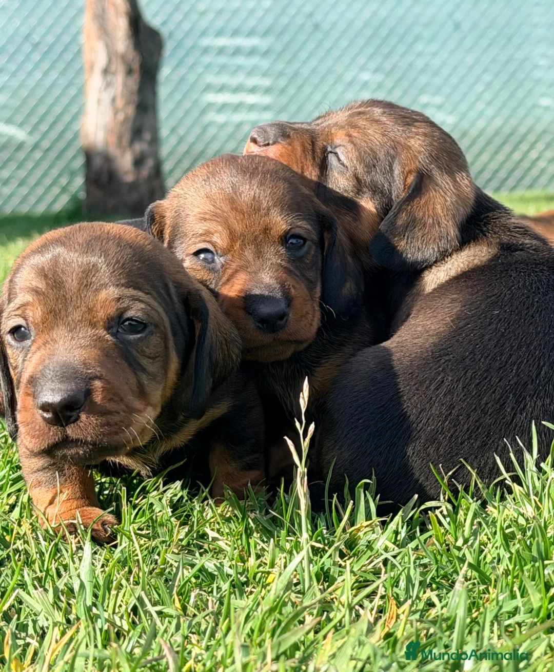 Teckel Miniatura perros en venta: Preciosos Teckel miniatura chocolate  - Anuncio 2