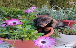 Teckel perros en venta: Cachorra teckel miniatura pelo corto  - Imagen 1