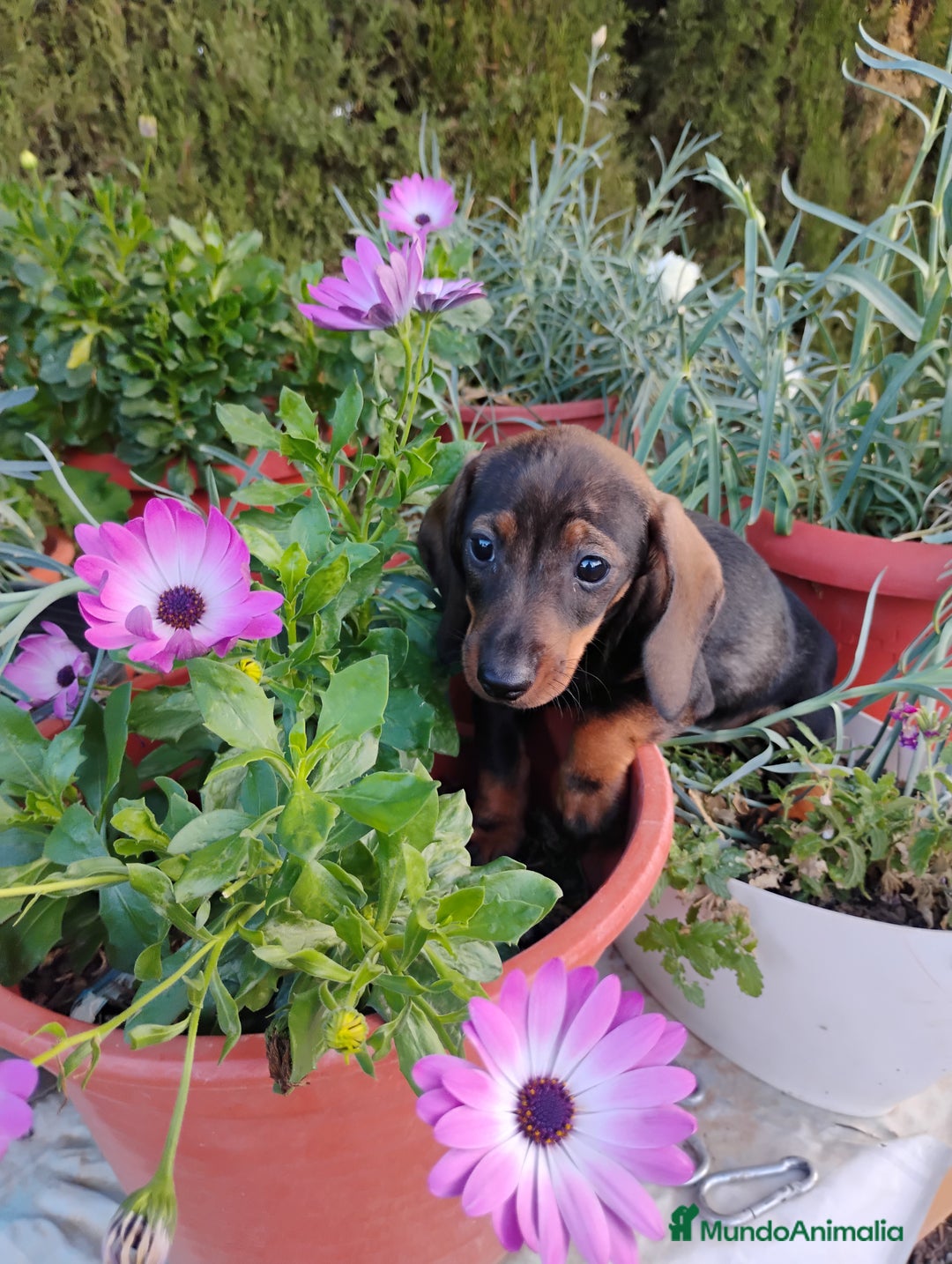 Teckel perros en venta: Cachorra teckel miniatura pelo corto  - Imagen 1