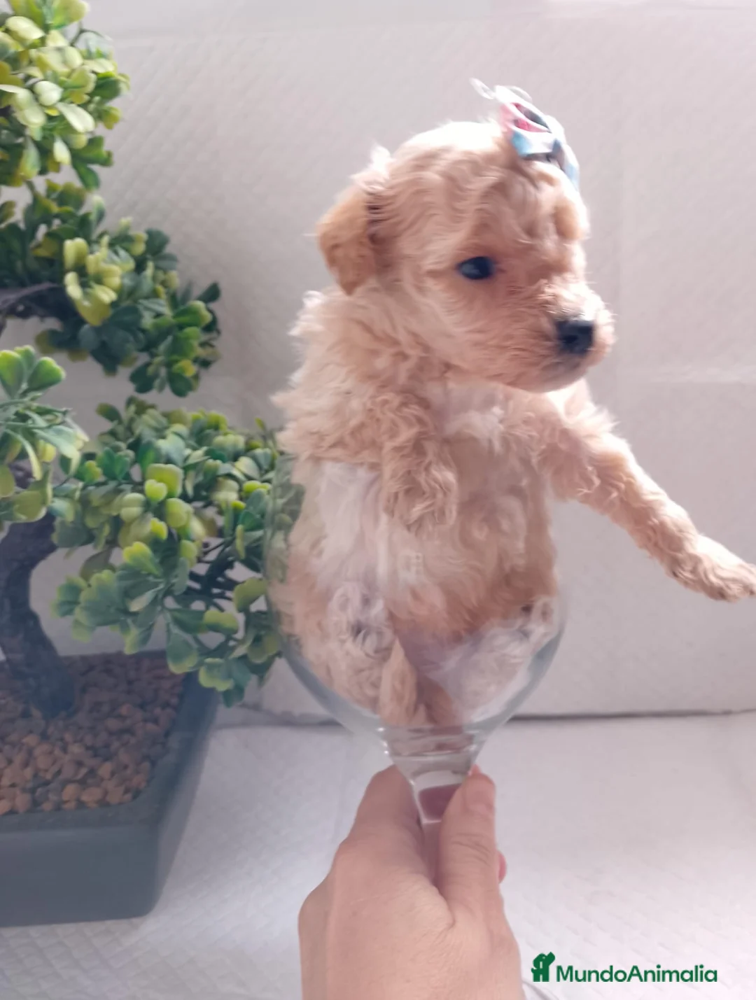 Maltipoo perros en venta: Maltipoo macho  - Anuncio 8