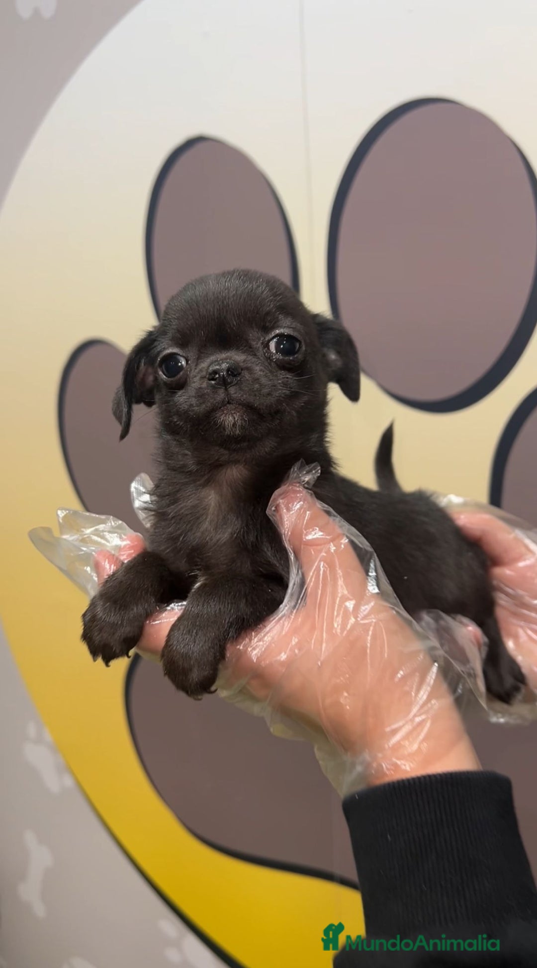 Chihuahua perros en venta: CHIHUAHUA BEBE 🤎 - Anuncio 1