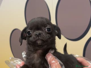 Chihuahua perros CHIHUAHUA BEBE 🤎 - Anuncio 36