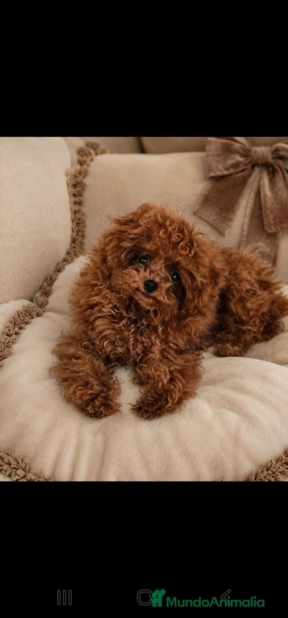 Caniche Toy perros CANICHE IMPORTADO DE CHINA MÁXIMA CALIDAD  - Anuncio 1