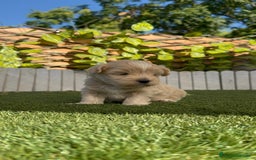 Maltipoo perros en venta: MALTIPOO MACHO - Imagen 13