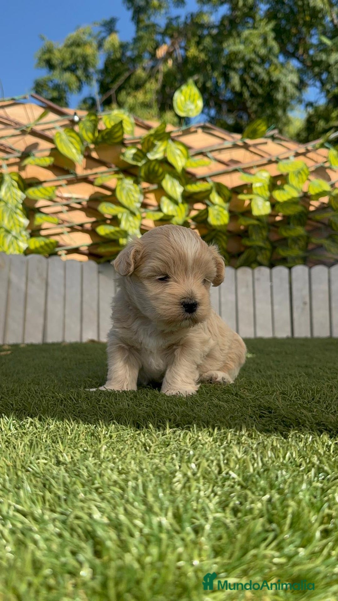 Maltipoo perros en venta: MALTIPOO MACHO - Imagen 13