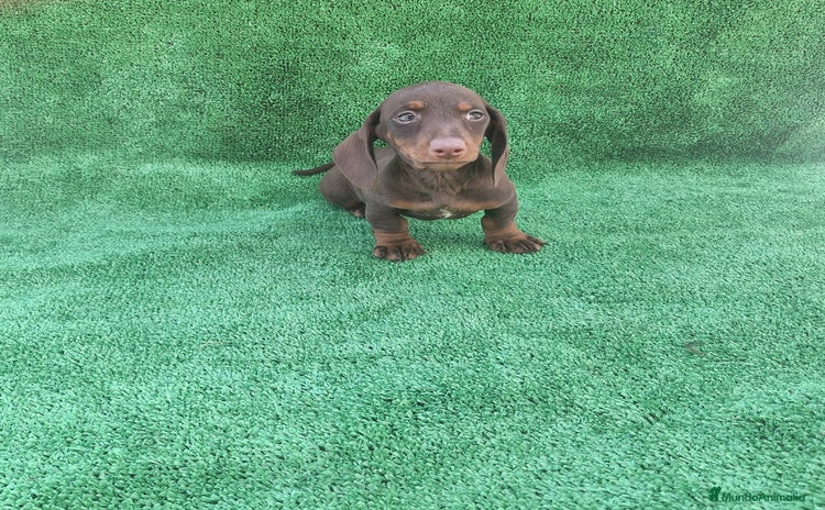 Teckel Miniatura perros - Anuncio 1