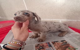 Teckel Miniatura perros en venta: CACHORROS DE TECKEL MINI  - Imagen 3