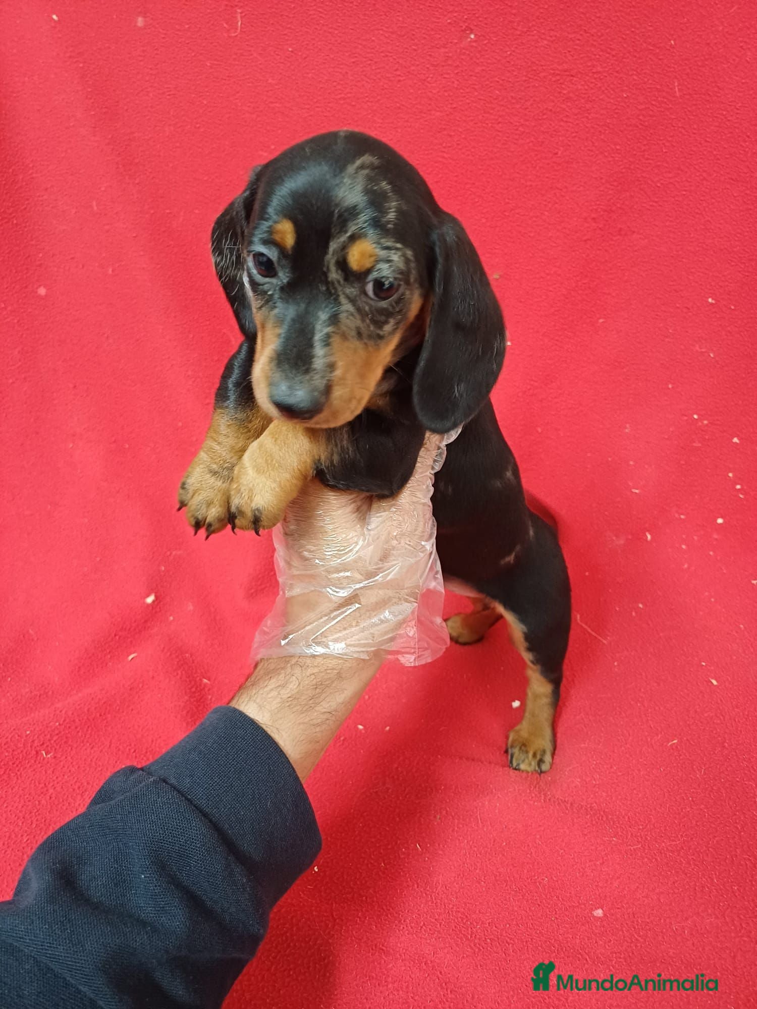 Teckel Miniatura perros Teckel Miniatura  - Anuncio 1