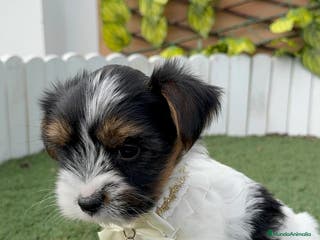 Yorkshire Terrier perros YORKSHIRE BIEWER MACHO DISPONIBLE - Anuncio 2