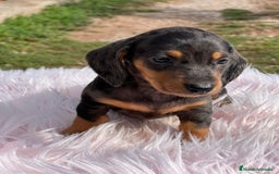 Teckel Miniatura perros en venta: Teckel Arlequín  - Imagen 1