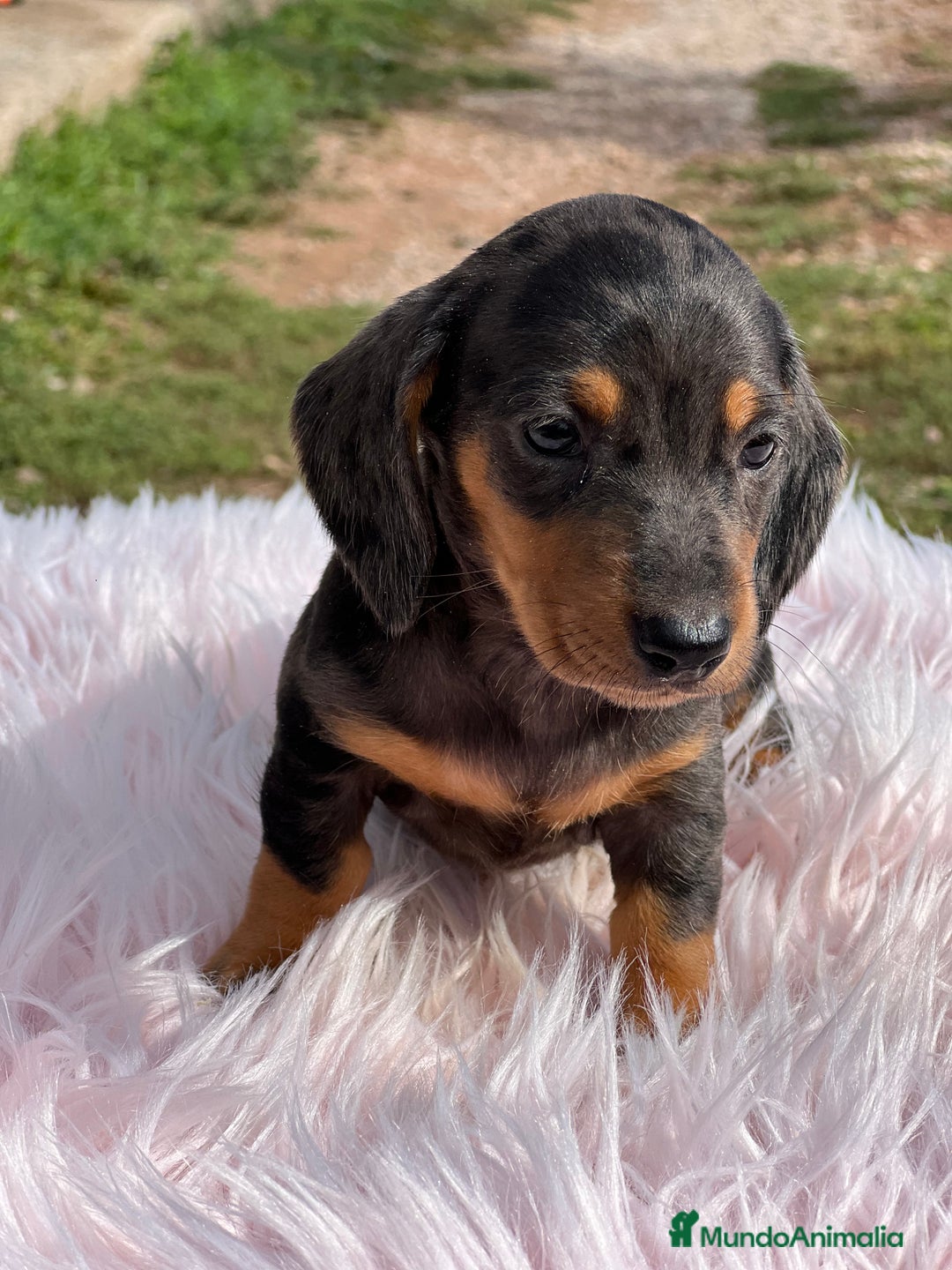 Teckel Miniatura perros en venta: Teckel Arlequín  - Imagen 1
