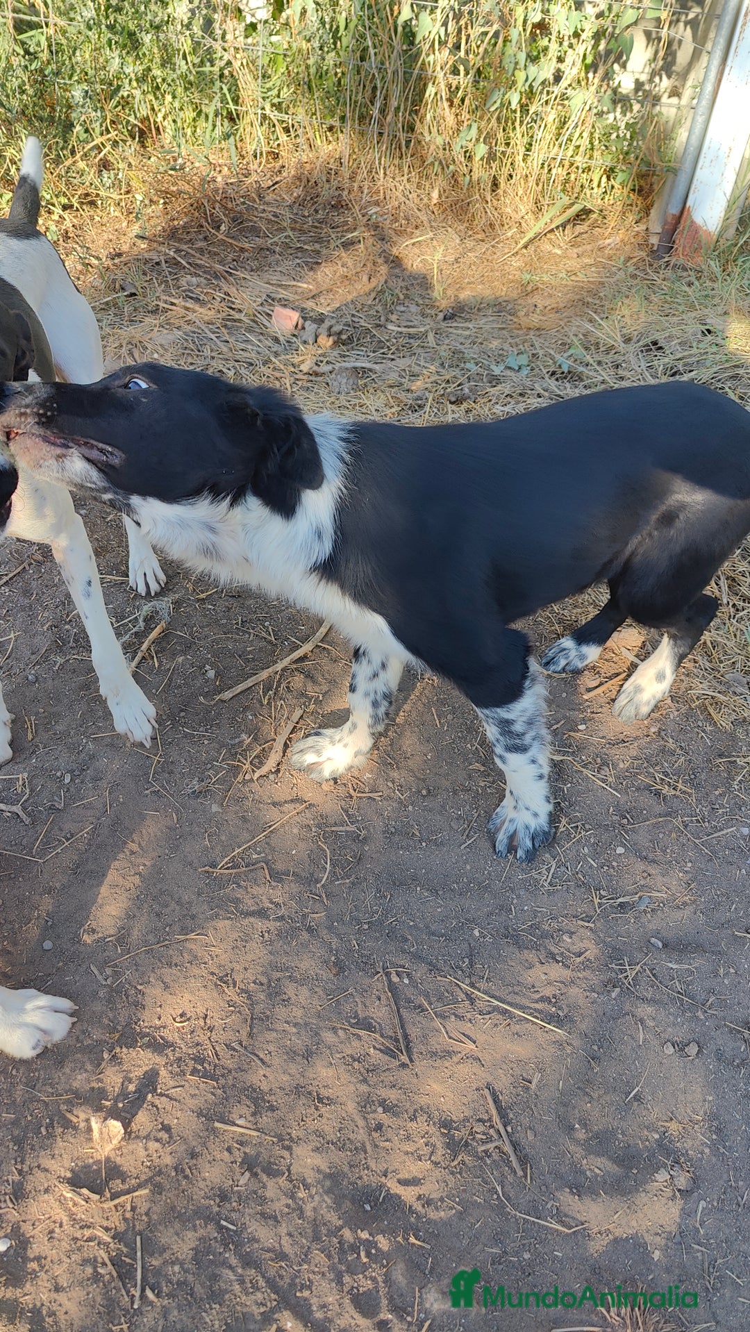 Border Collie perros en venta: Últimos border collie disponibles - Imagen 7
