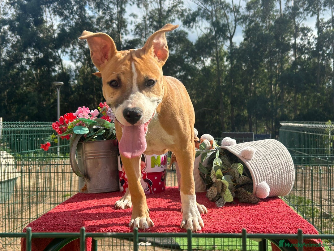American Staffordshire-Terrier perros en venta: Hembra american stanford - Imagen 3