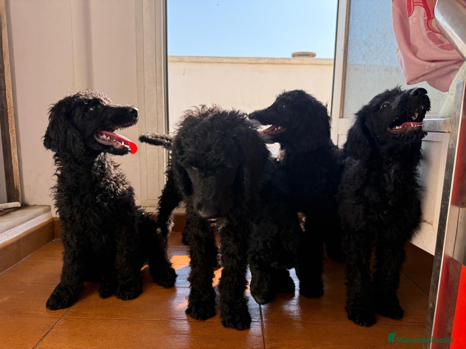 Caniche Gigante perros en venta: Caniche Gigante - Anuncio 4
