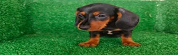 Teckel Miniatura perros en venta: teckel miniatura - Anuncio 5