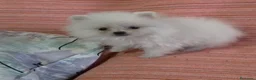 Pomerania perros en venta: Pomeranian machos - Anuncio 2
