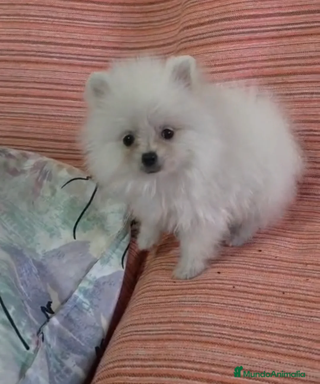 Pomerania perros en venta: Pomeranian machos - Anuncio 2